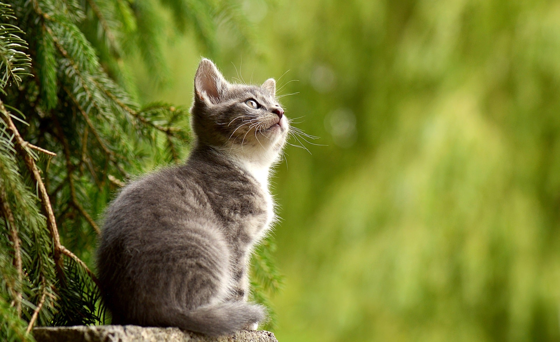 Being a Healthy Cat: What are the Necessary Nutritional Requirements for Cats?