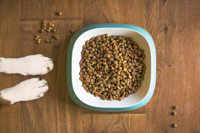 What you Need to Know about Digestive Health for Dogs and Cats