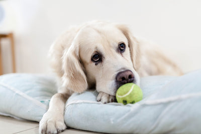 How Do Pet Owners Choose the Right Supplements For Pets