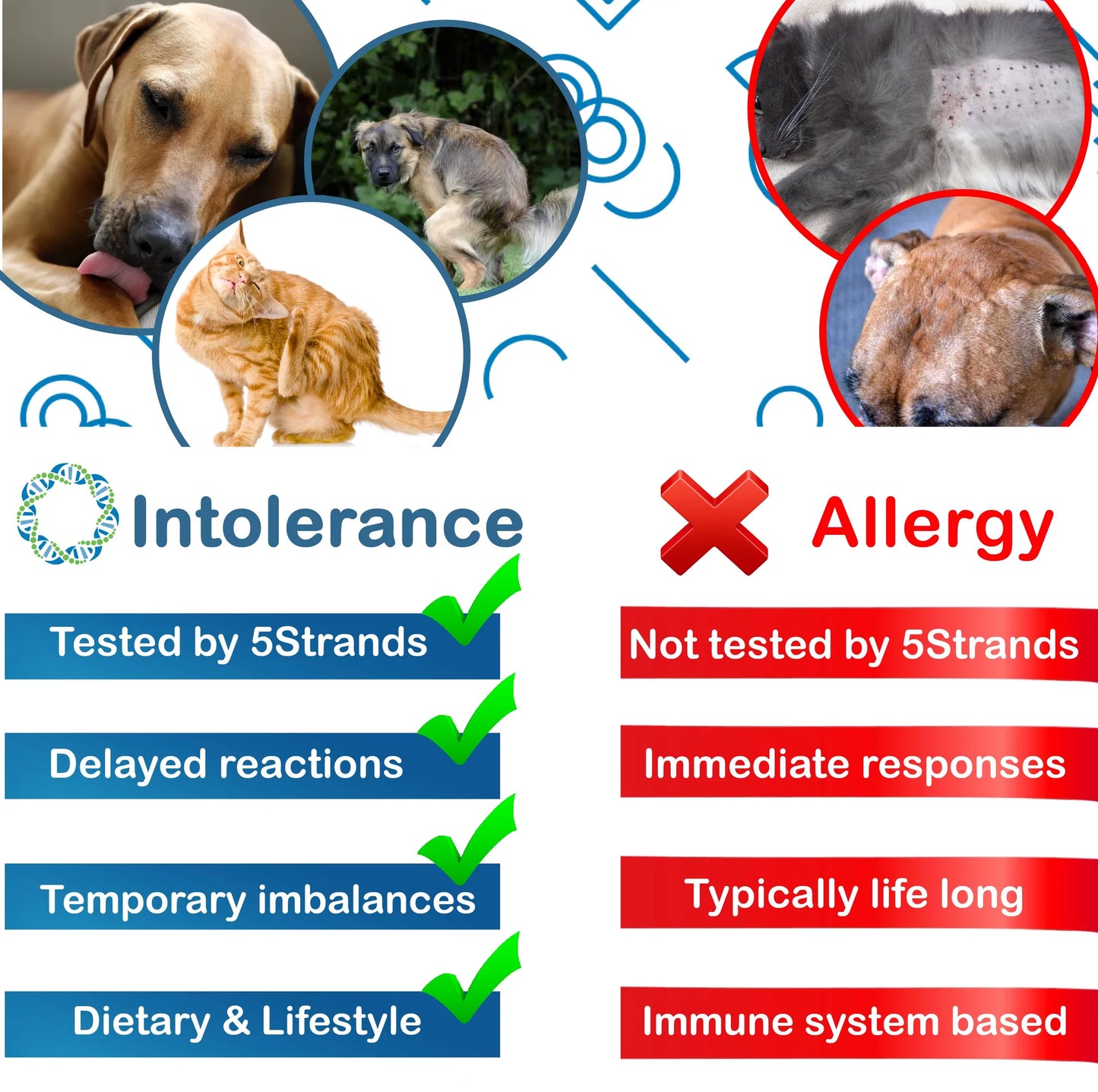 Pet Environmental Intolerance Test - At Home Dog/Cat Hair Sample Collection